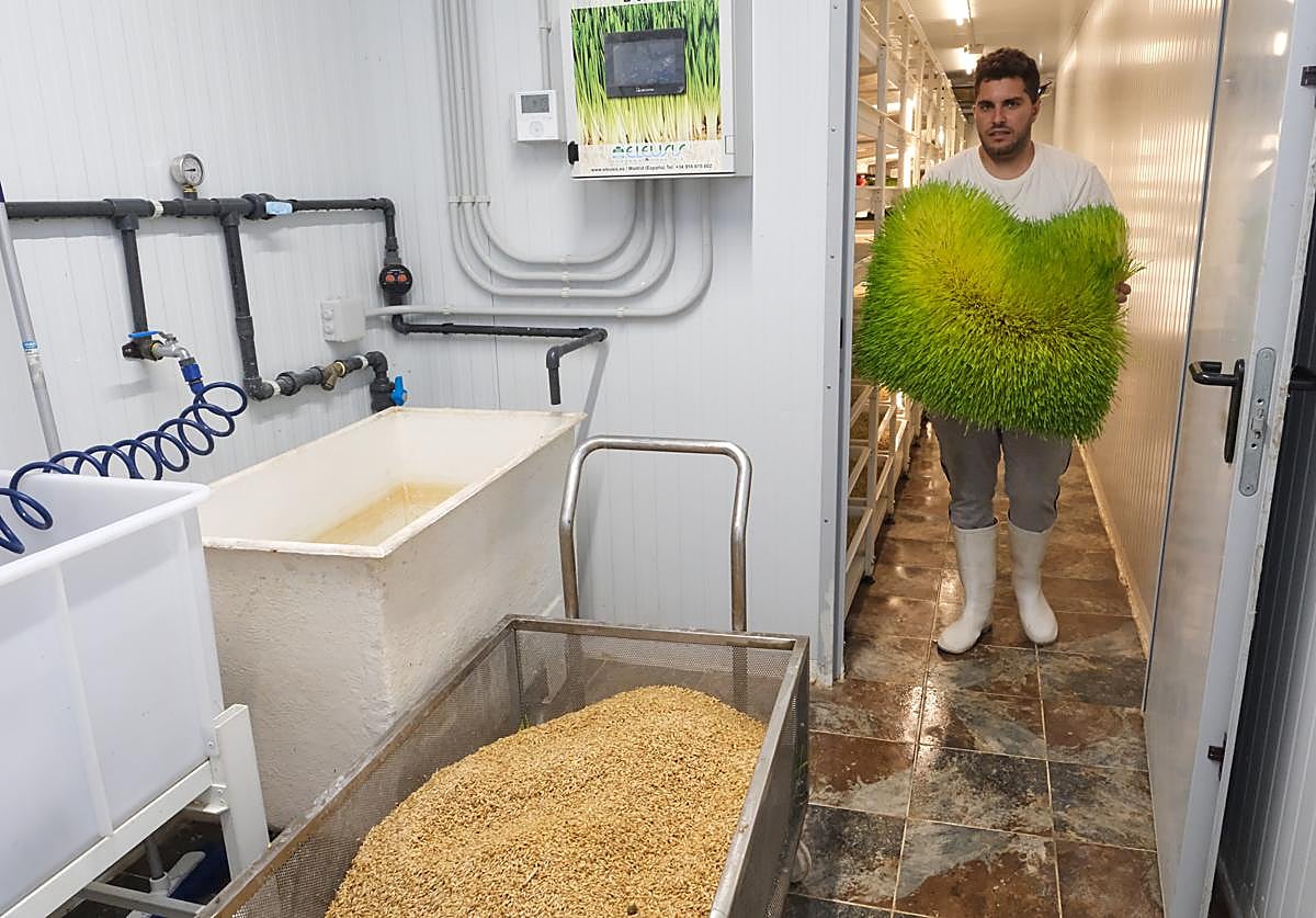 Imagen principal - «A las cabras, primero no les gustaban los hidropónicos, ahora están encantadas»