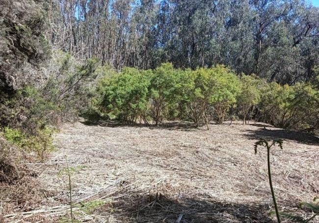 Terrenos mejorados en una finca privada con el Fondo Verde Forestal de 2023.