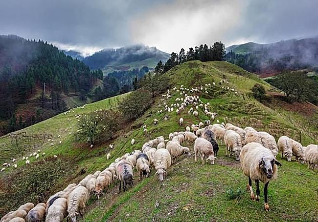 Un rebaño de ovejas pastando en las medianías de la isla.