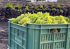 Uvas de bodegas El Grifo.