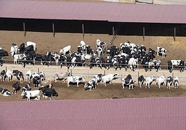 Vacas en una explotación ganadera de La Aldea de San Nicolás.