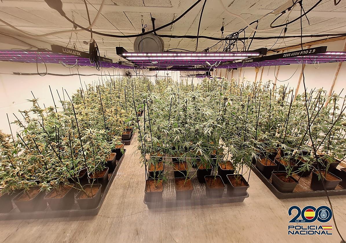 Cuatro detenidos por cultivo y tráfico de marihuana en el sur de Tenerife