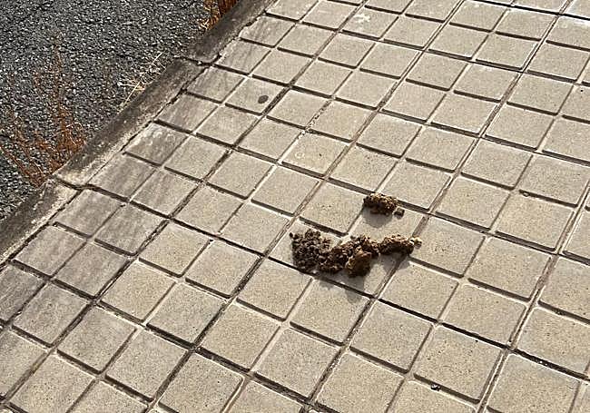 Los residentes critican que el propietario no recoge los excrementos del cerdo.