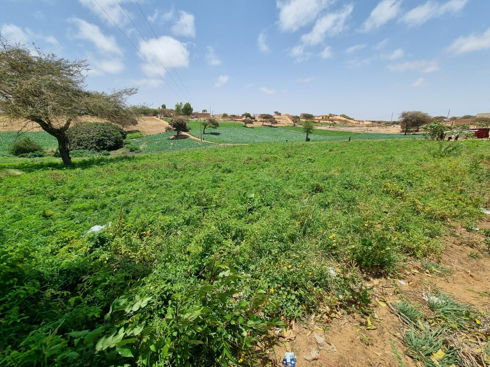 El proyecto Tierra Firme forma a 31 senegaleses