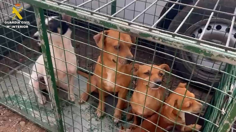 Imagen de algunos de los perros maltratados.