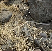 Un ejemplar de serpiente real de California reptando por la zona de San Roque.