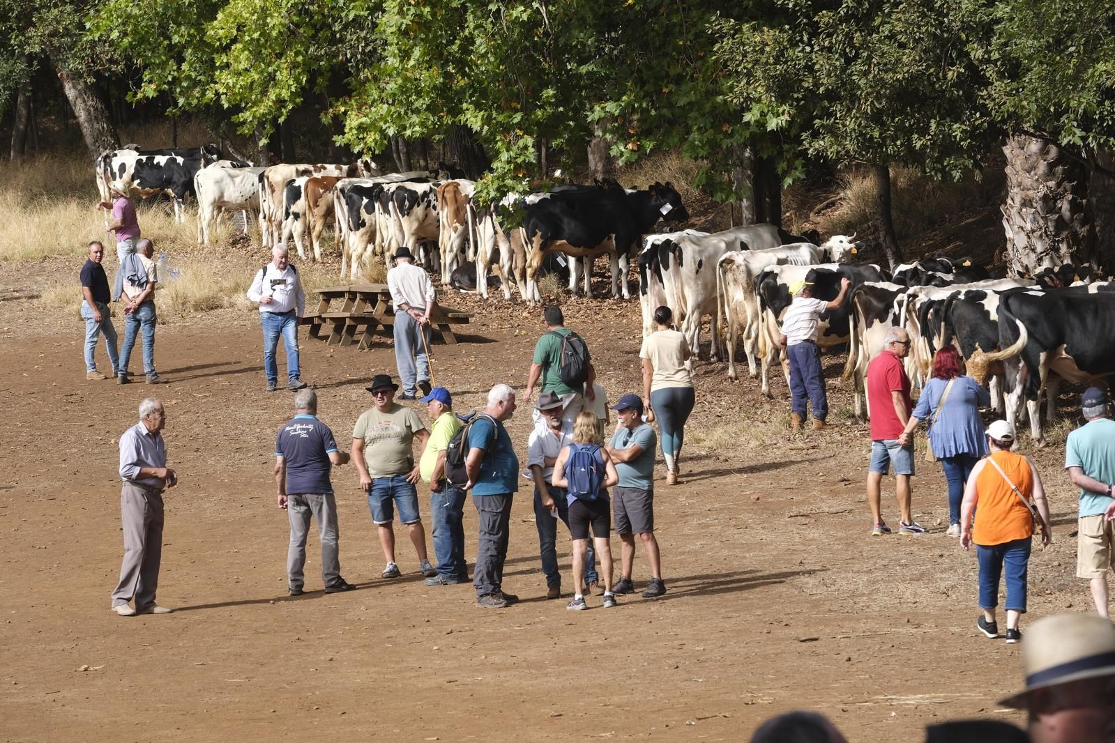 Las fiestas del Pino calientan motores con la feria de ganado