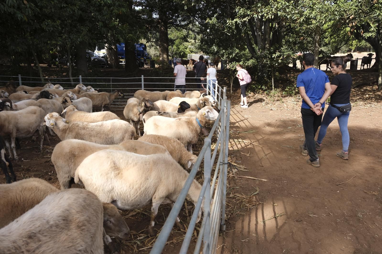 Las fiestas del Pino calientan motores con la feria de ganado