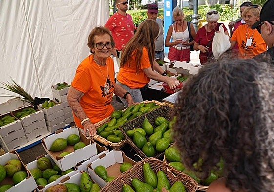 Fervor por el mango y el aguacate en Mogán