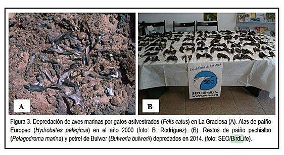 Imágenes con cadáveres de aves.