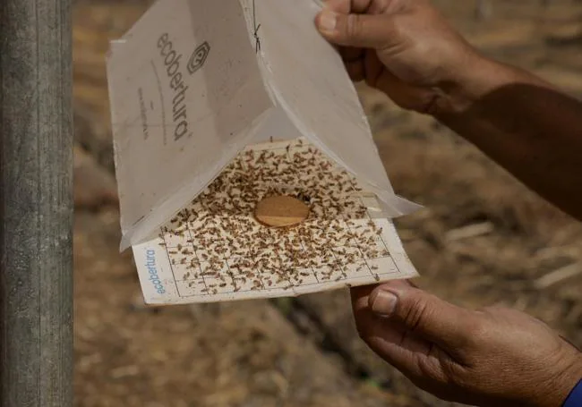 Insectos de esta especie atrapados en una trampa de una finca de Ramírez.