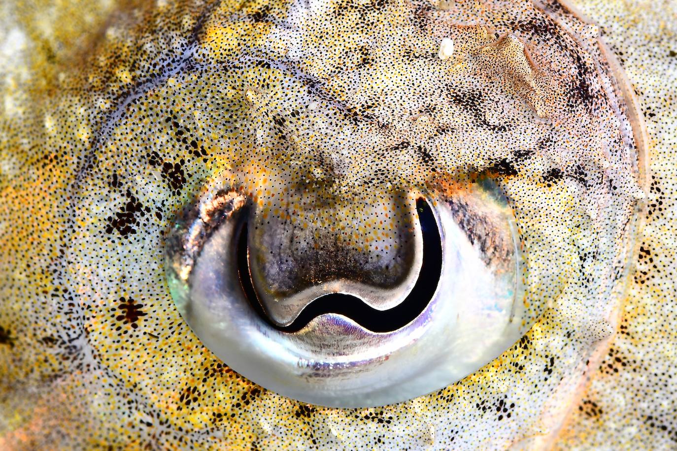 Tercer clasificado Fotosub nocturno: Ruymán Escuela Rodrígez, Alfredo Ubierna León