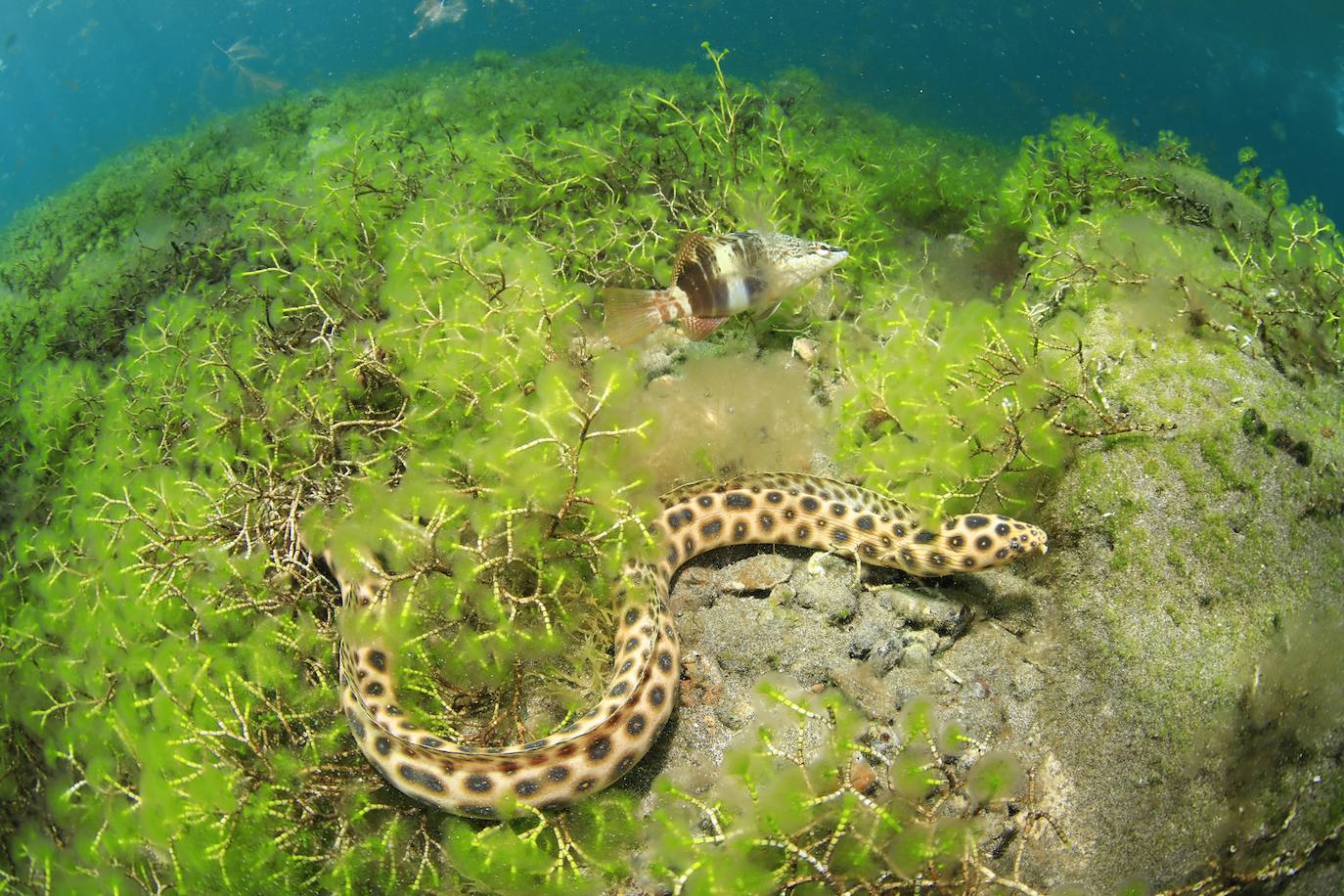 Primer clasificado Open Fotosub: Arturo Telle Thieman, Elena Ortega de la Rosa, Davinia Hernández.