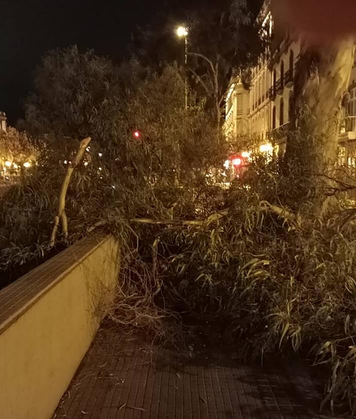 Imagen secundaria 2 - Cae una rama de gran dimensión en medio de una calle de Vegueta: «Un día va a pasar una desgracia»