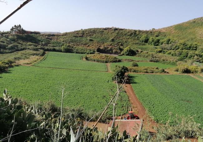 Vista de la Finca La Caldera, plantada con papas.