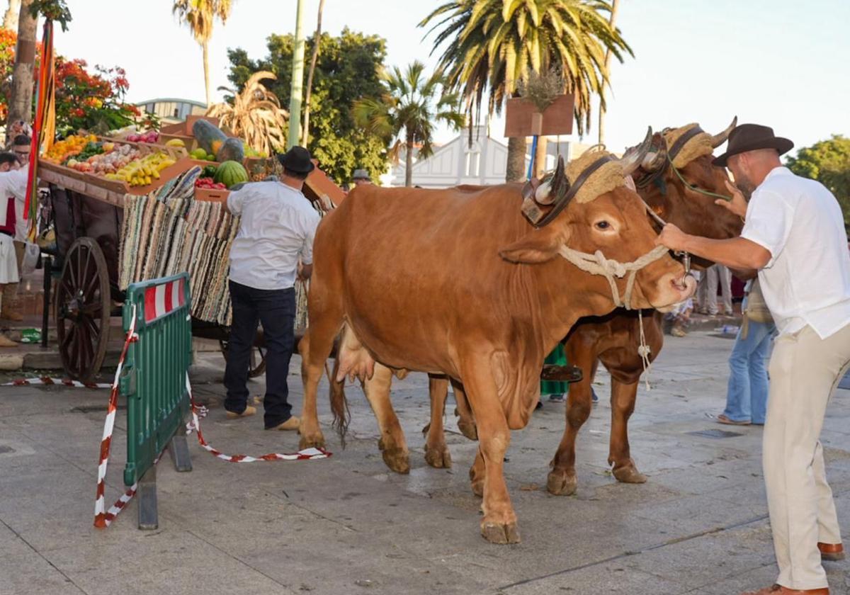 La romería ofrenda de La Naval recauda cerca de 600 kilos de alimentos