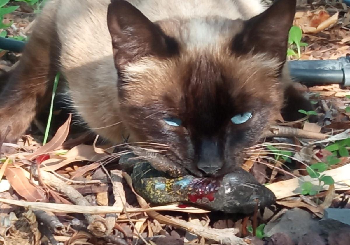 El CSIC confirma el impacto de los gatos silvestres en la biodiversidad de Canarias