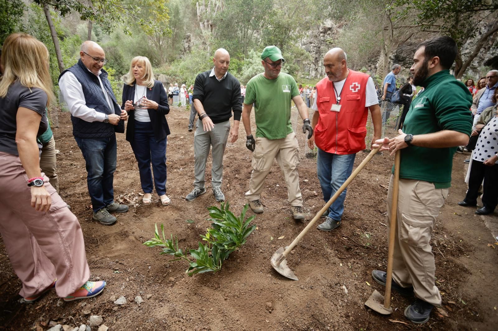 La plantación de Cruz Roja en el Jardín Canario, en imágenes