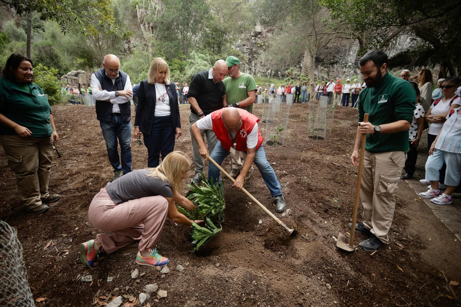 La plantación de Cruz Roja en el Jardín Canario, en imágenes