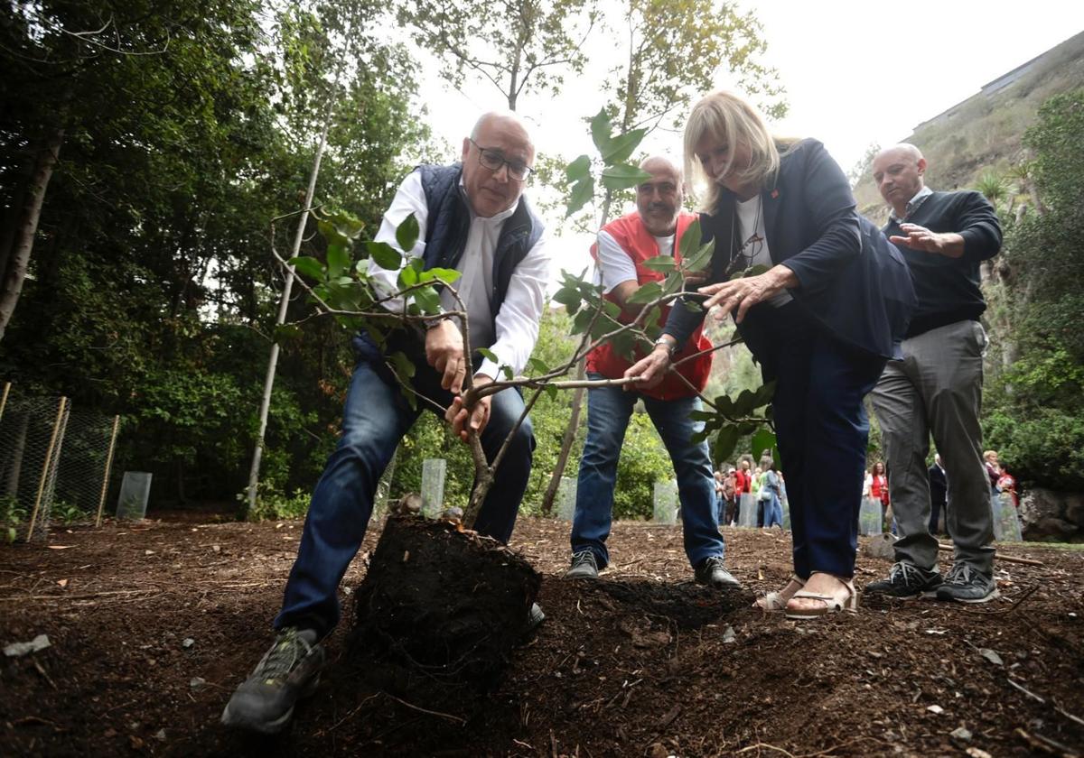 La plantación de Cruz Roja en el Jardín Canario, en imágenes