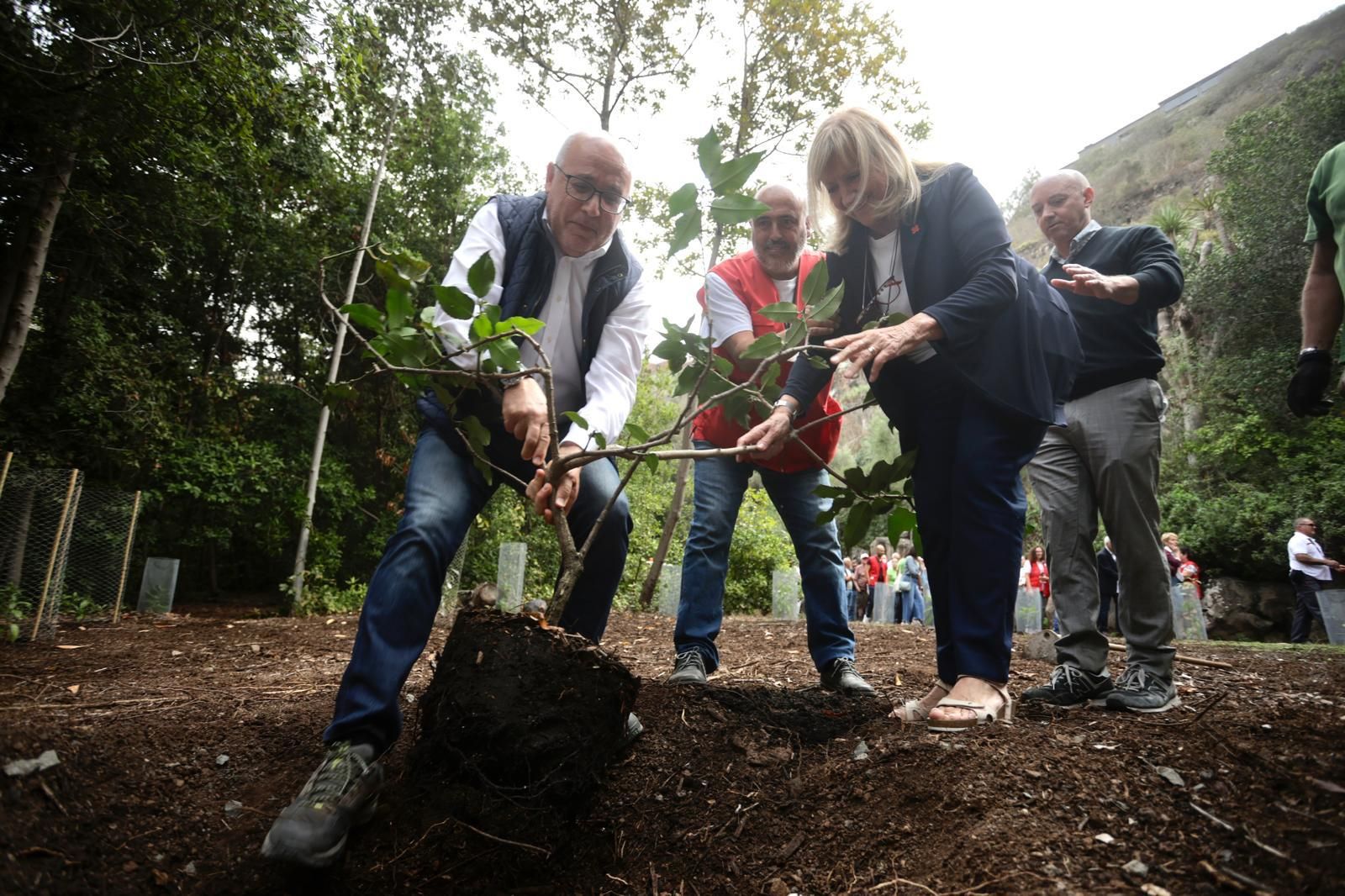 La plantación de Cruz Roja en el Jardín Canario, en imágenes