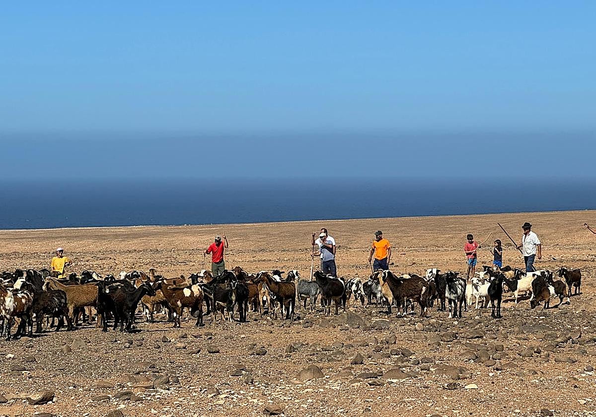 El comisionado de la costa de Betancuria (con camisa blanca), sombrero negro y la lata en la mano supervisa el ganado cerca de la gambuesa.