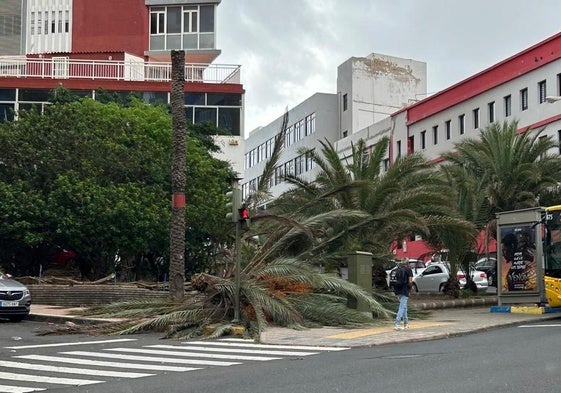 Imagen de la palmera caída en Escaleritas