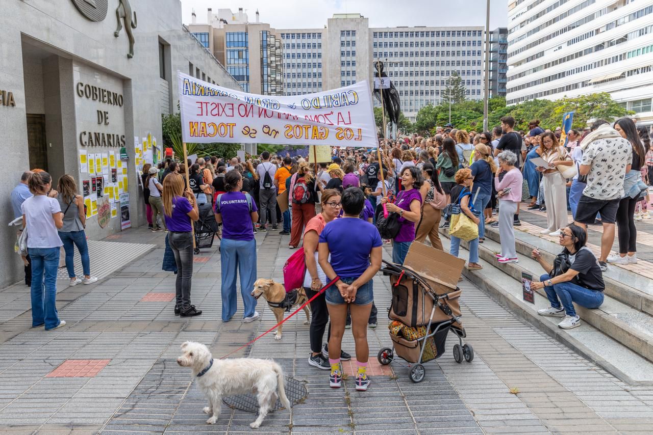 En imágenes, la manifestación para proteger a los gatos