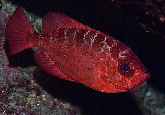 El FotoSub Sardina 2024 bate el récord de Canarias al fotografiar 88 especies