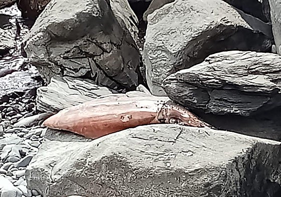 Imagen del calamar gigante localizado este sábado en Bahía Feliz.