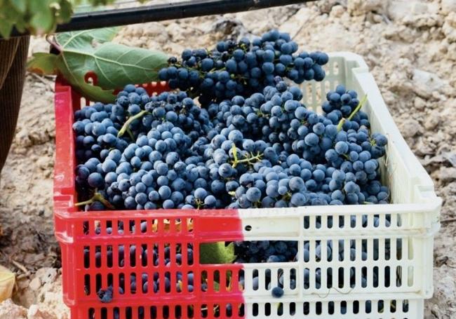 Bodegas Matarromera