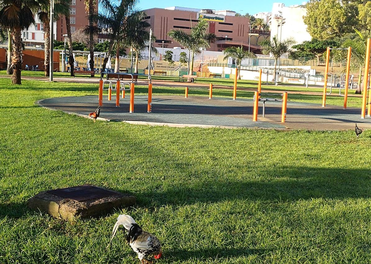 Imagen secundaria 1 - Los gallos vuelven a &#039;invadir&#039; La Paterna