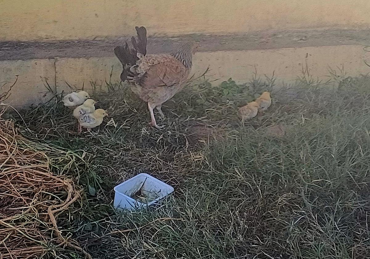 Imagen principal - Los gallos vuelven a &#039;invadir&#039; La Paterna