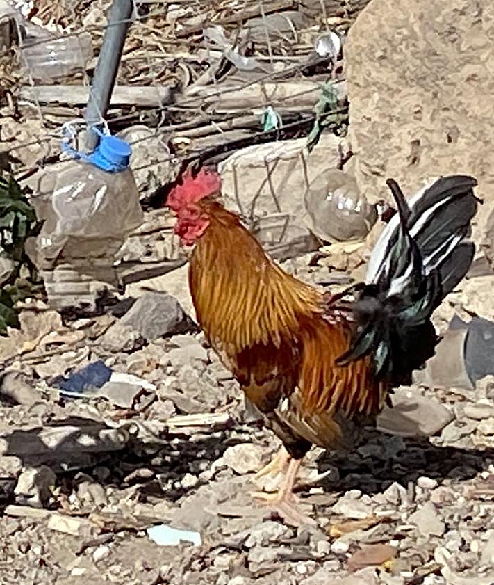 Imagen secundaria 2 - Los gallos vuelven a &#039;invadir&#039; La Paterna