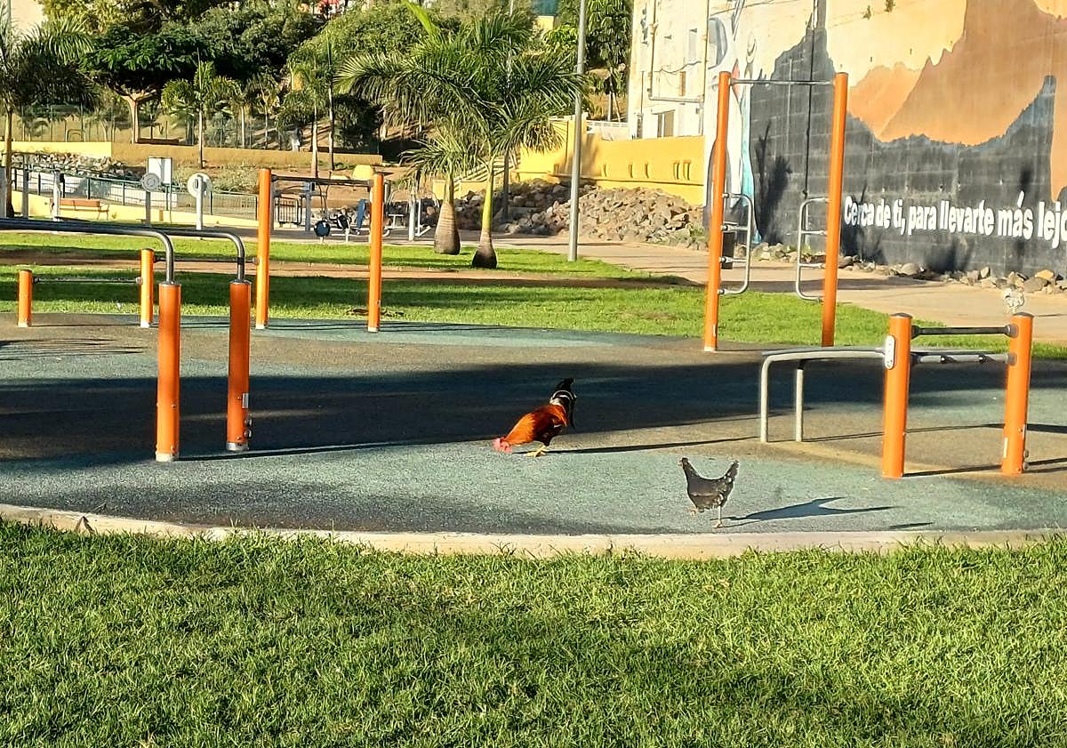 Imagen principal - Los gallos vuelven a &#039;invadir&#039; La Paterna