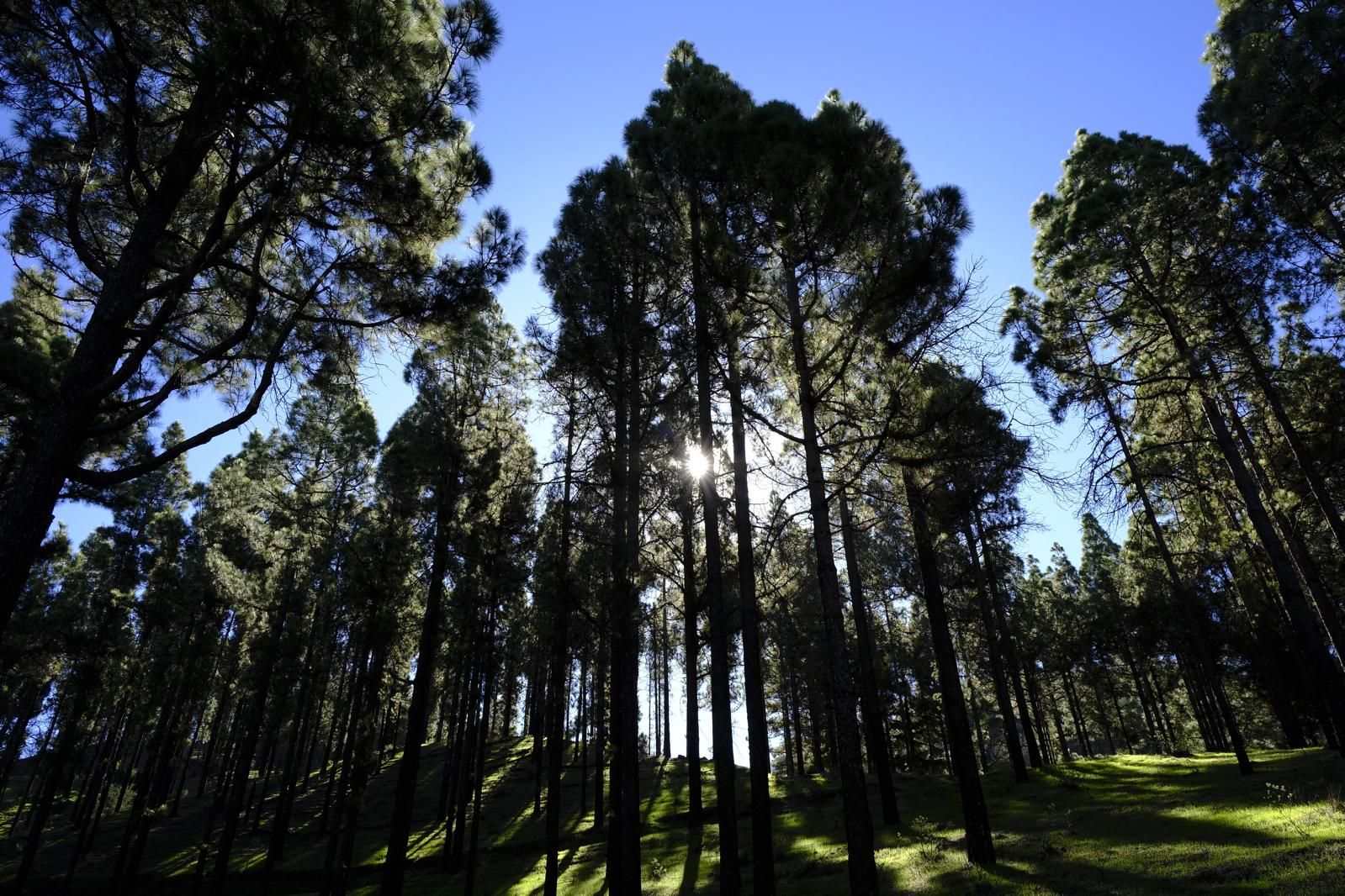 Gran Canaria amanece verde y sin lluvia