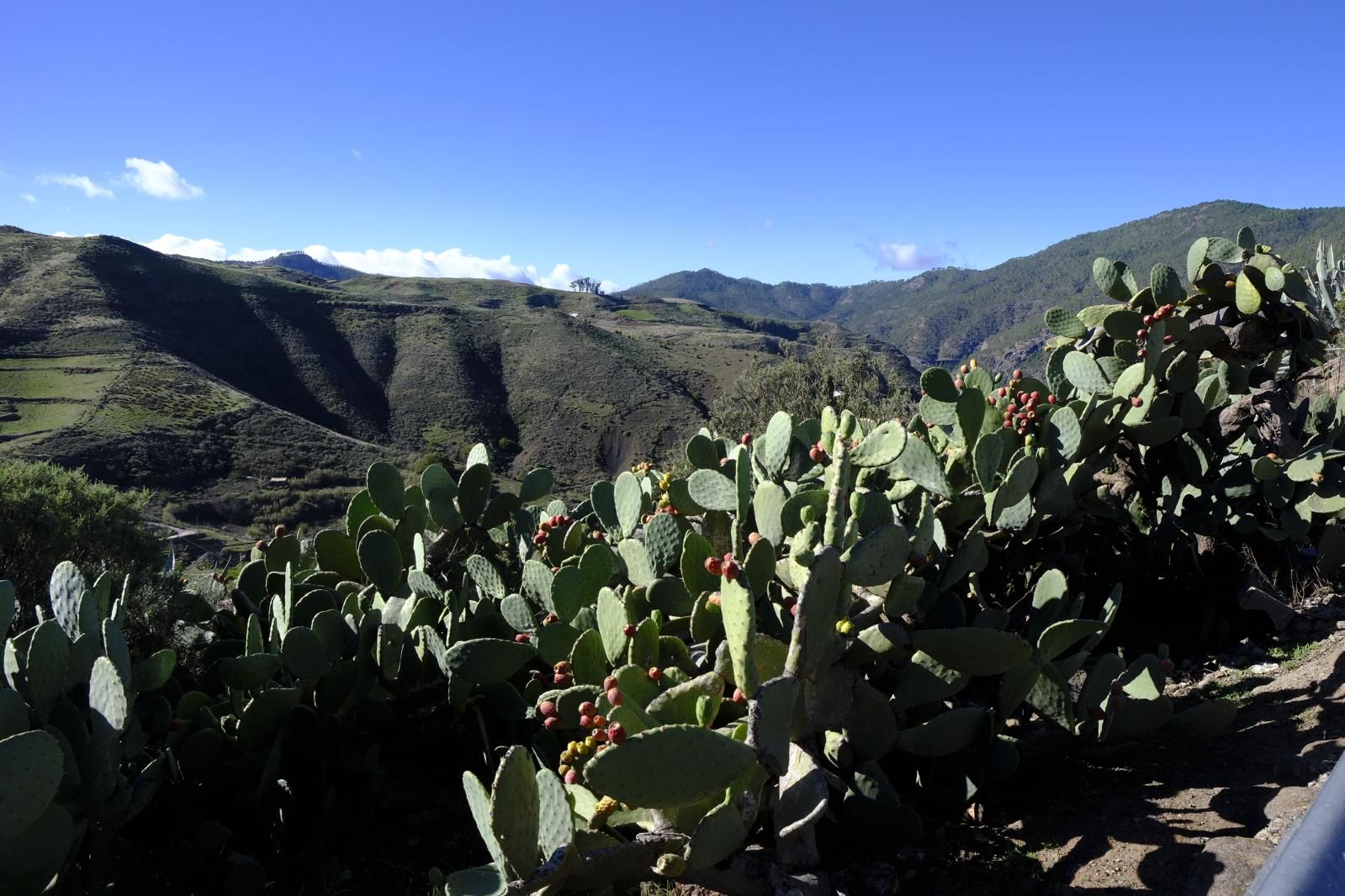 Gran Canaria amanece verde y sin lluvia