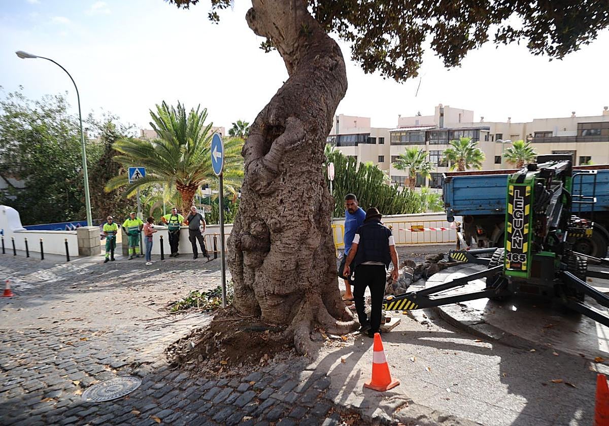Los vecinos evitan la tala del árbol de la ermita de San Nicolás