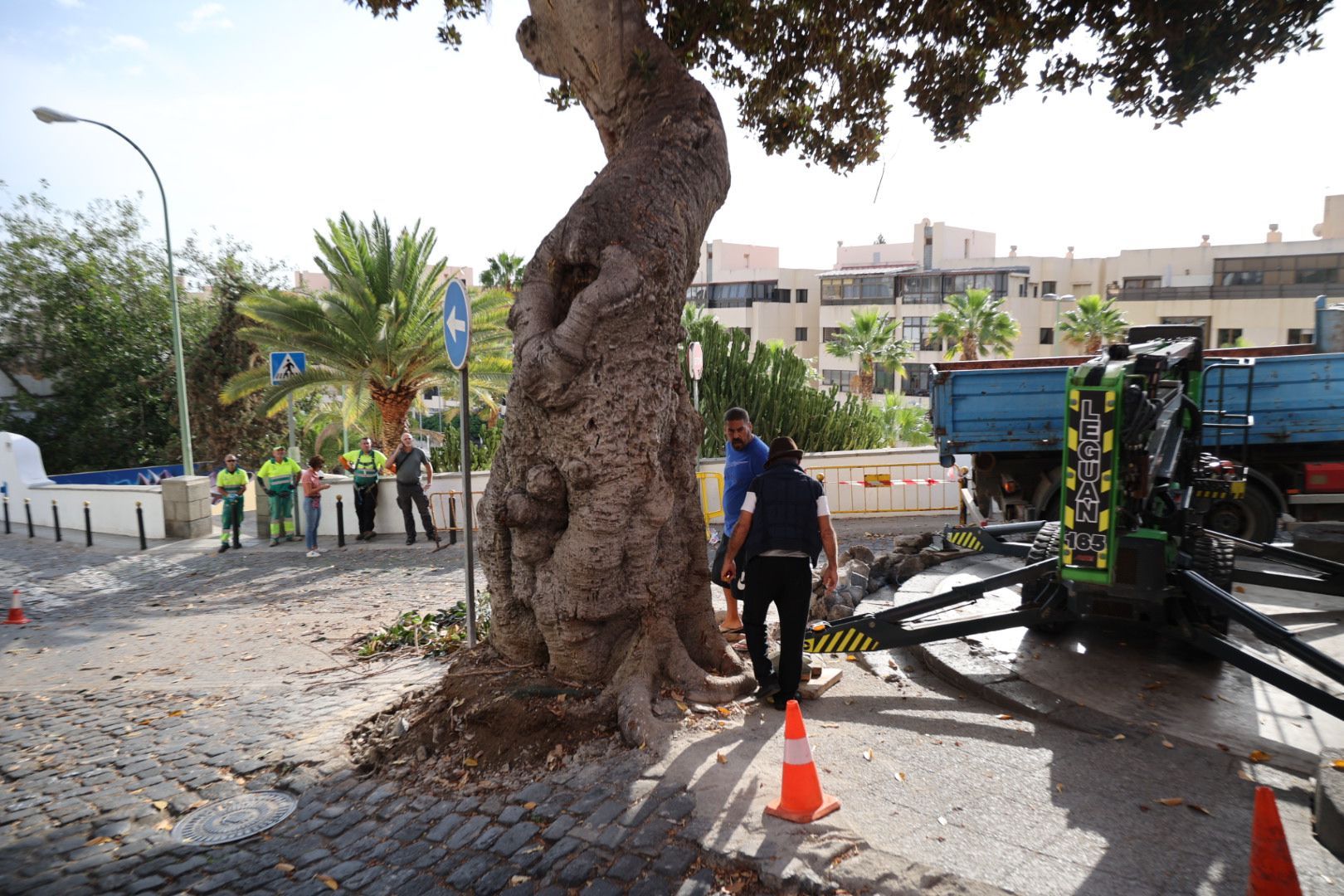 Los vecinos evitan la tala del árbol de la ermita de San Nicolás