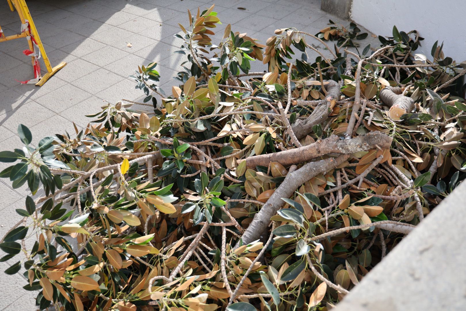 Los vecinos evitan la tala del árbol de la ermita de San Nicolás