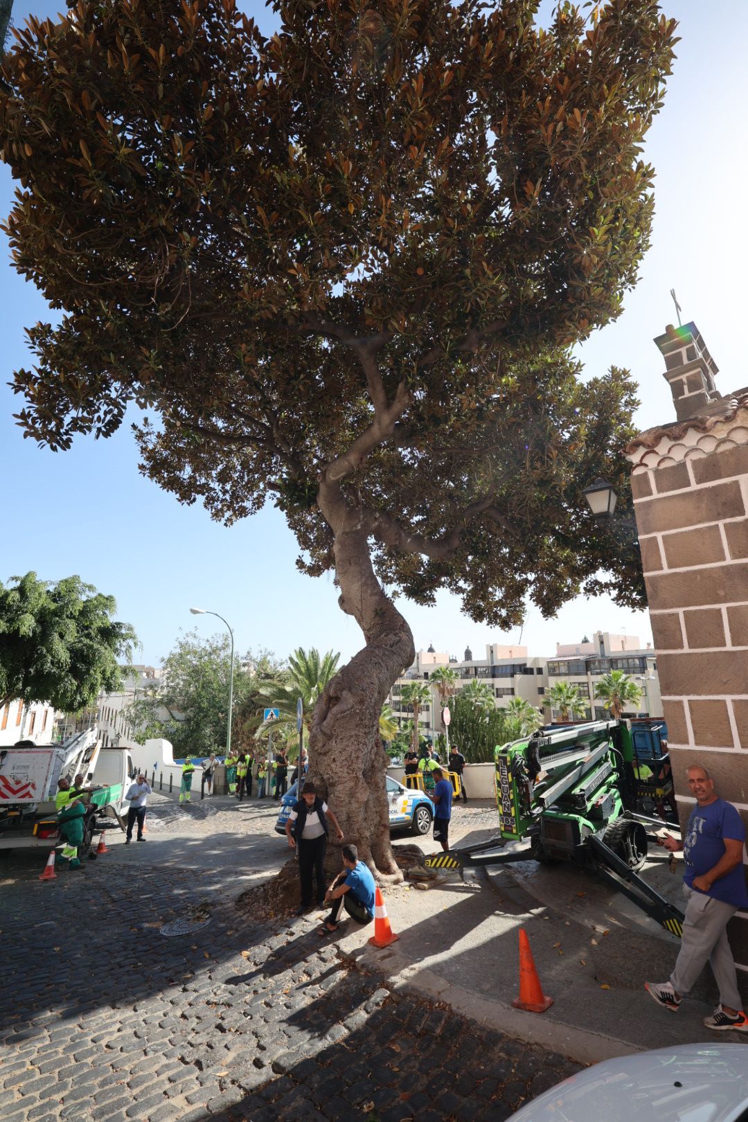 Los vecinos evitan la tala del árbol de la ermita de San Nicolás