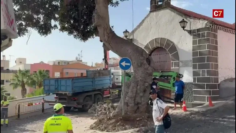 Vecinos se oponen a la tala del árbol de la ermita de San Nicolás