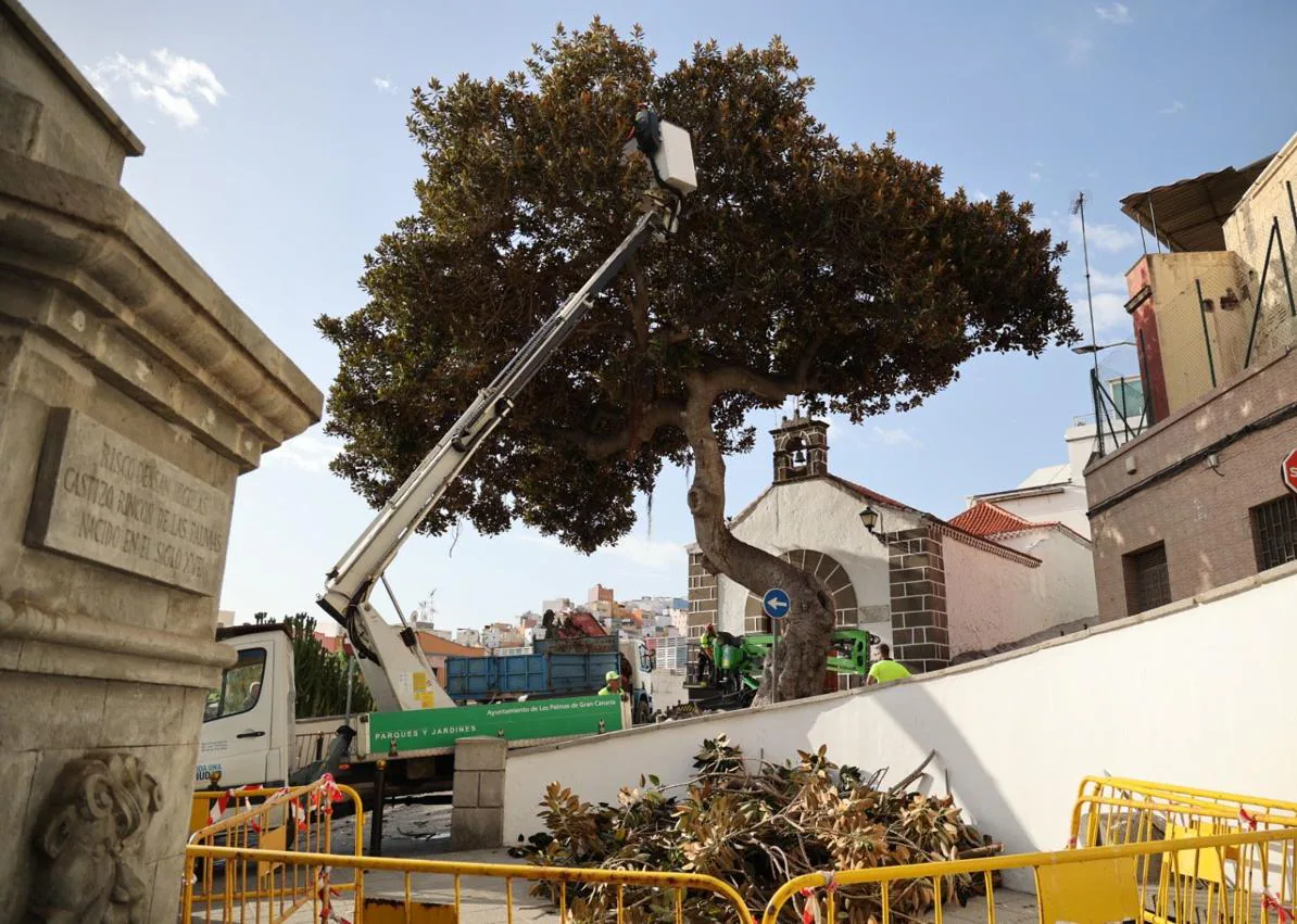 Imagen secundaria 1 - Los residentes no quieren que se retire el árbol y piden alternativas.