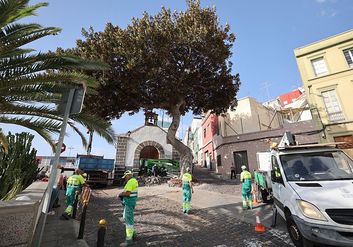 San Nicolás para a la tala del árbol de la ermita | Canarias7