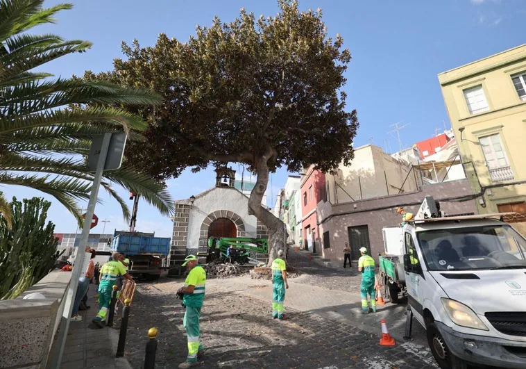 Vecinos del risco se situaron en la mañana de este martes junto al ficus para impedir su tala.