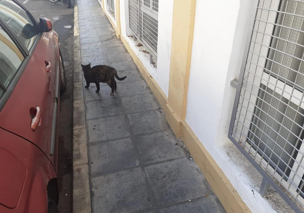 Gato callejero y comida para animales junto al instituto Agustín Espinosa.