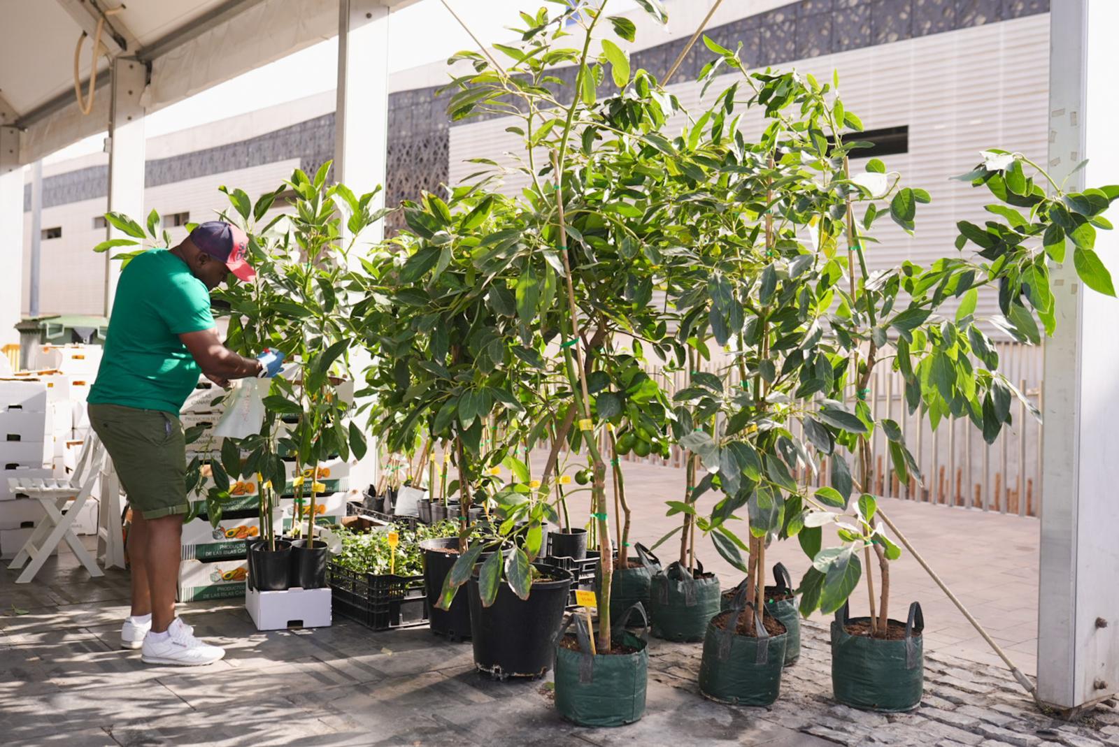 La IX Feria del Aguacate vuelve a Mogán