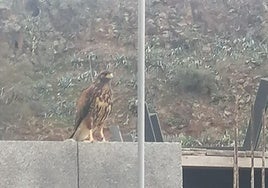 El águila que ronda en la zona vecinal de Tecén.