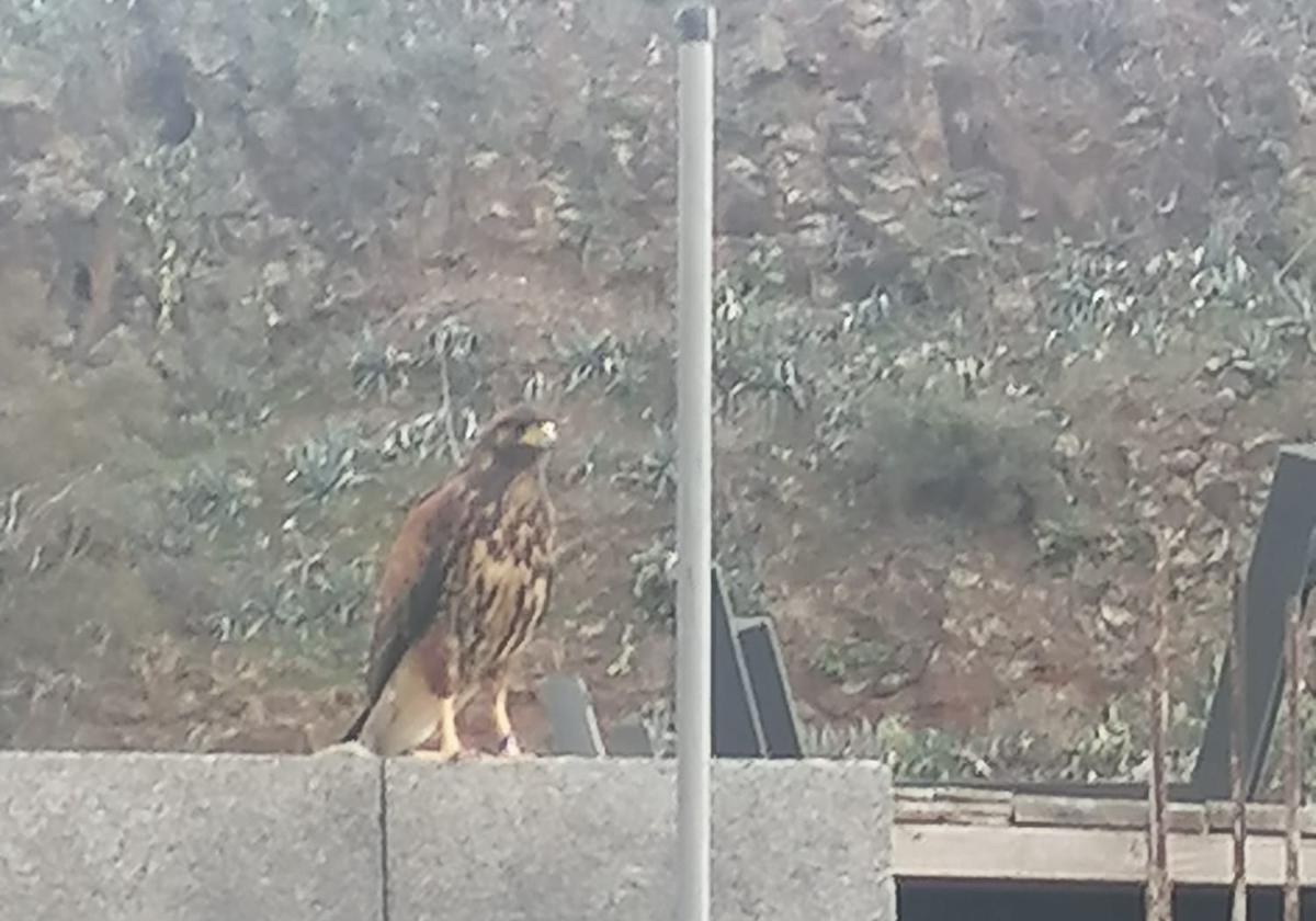 Tranquilidad en Telde: capturan al águila de Harris que se llevó a las gallinas