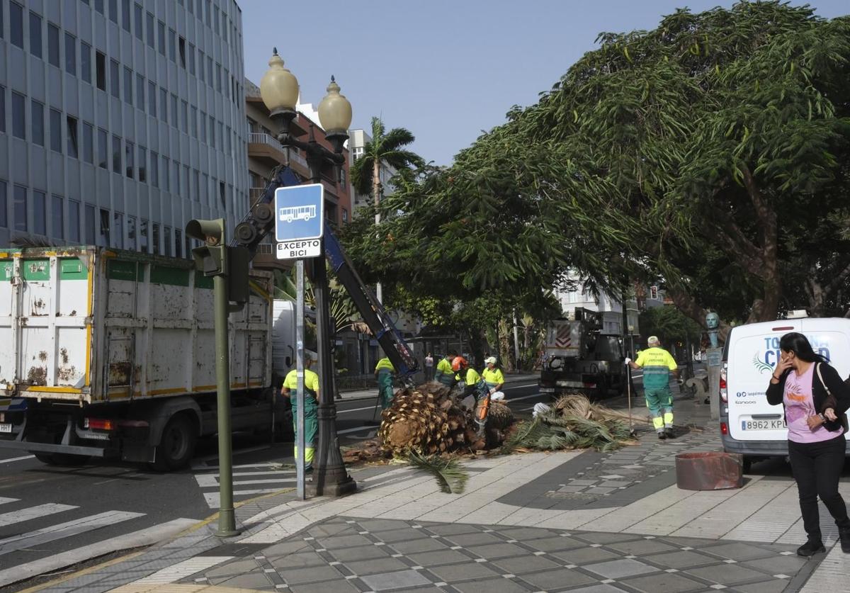 Las Palmas de Gran Canaria: la ciudad donde mueren las palmeras